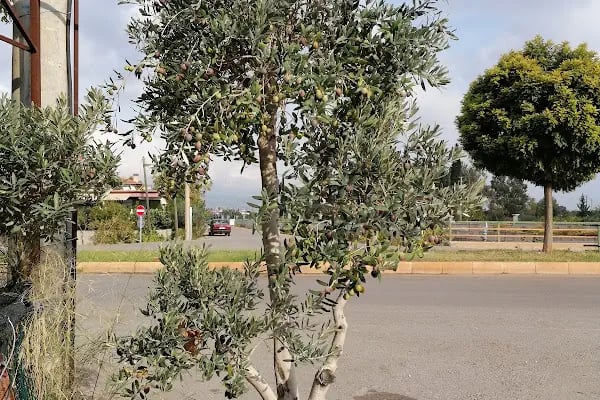 YEŞİLDÜNYA PEYZAJ - Resim 16