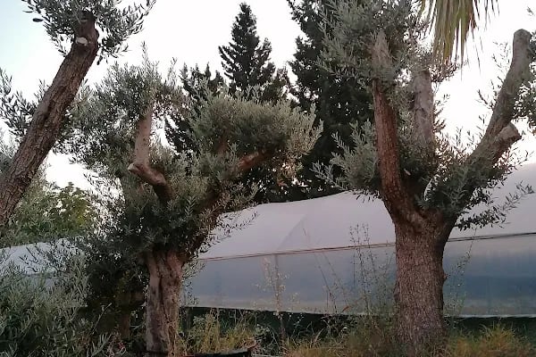 YEŞİLDÜNYA PEYZAJ - Resim 11