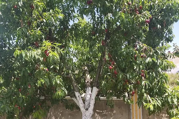 Zeytin park konakları - Resim 16