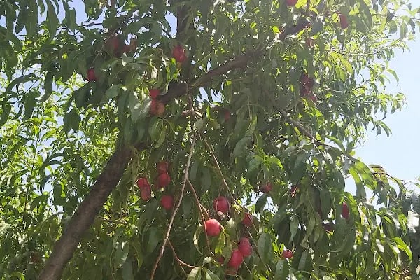 Zeytin park konakları - Resim 19
