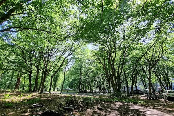 Fatih Ormanı Tabiat Parkı - Resim 5