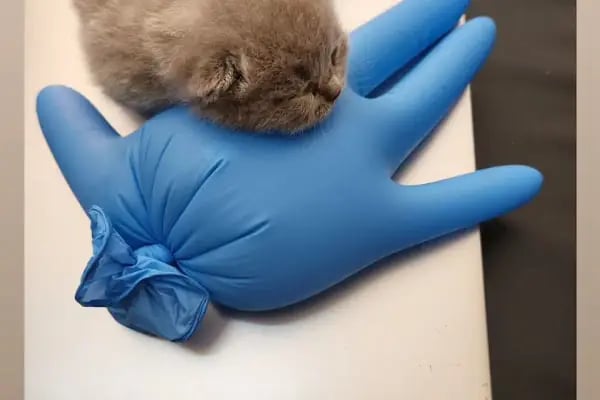 AYVET Veteriner Kliniği - Resim 2