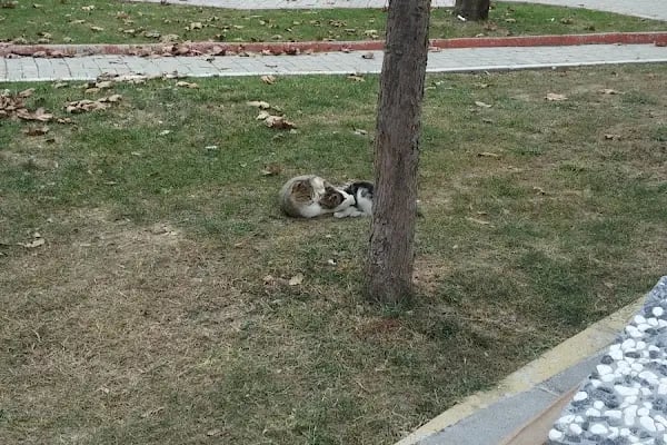 Açelya Çocuk Parkı - Resim 8
