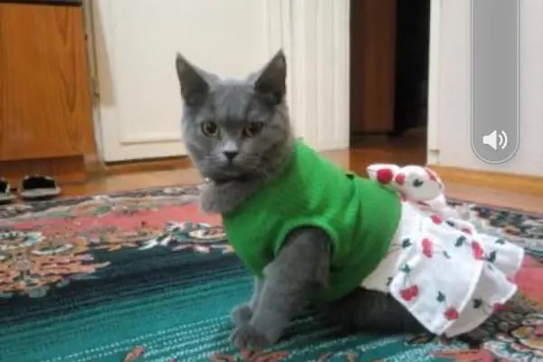 PAŞA PETSHOP MİLLET - Resim 9