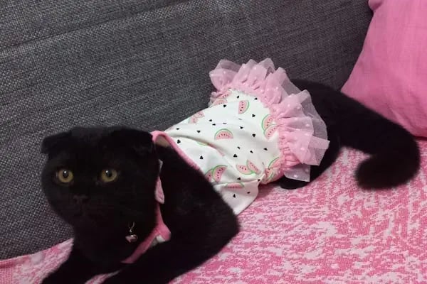PAŞA PETSHOP MİLLET - Resim 18