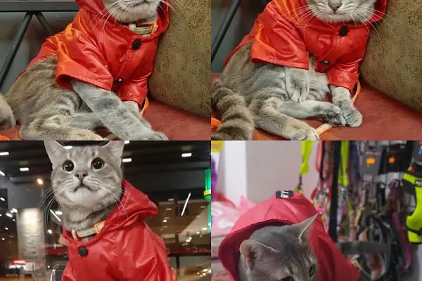 PAŞA PETSHOP MİLLET - Resim 12