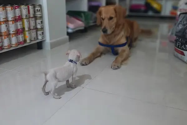 PAŞA PETSHOP MİLLET - Resim 13