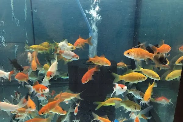 PAŞA PETSHOP MİLLET - Resim 5