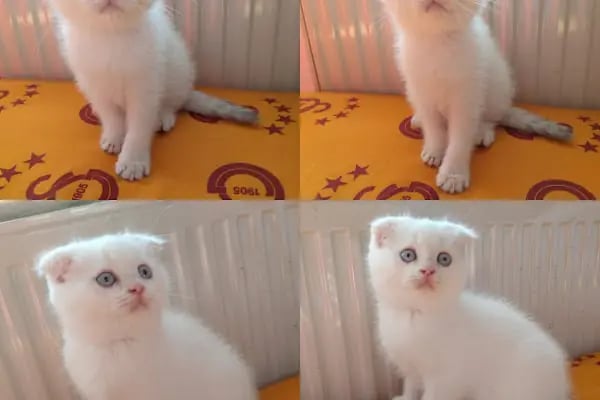 PAŞA PETSHOP MİLLET - Resim 4