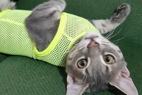 PAŞA PETSHOP MİLLET - Resim 6
