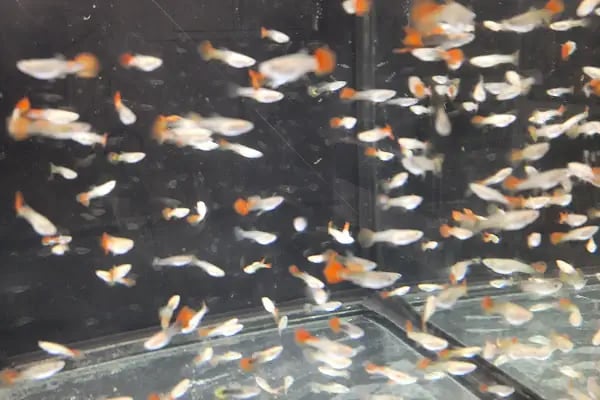 PAŞA PETSHOP MİLLET - Resim 10