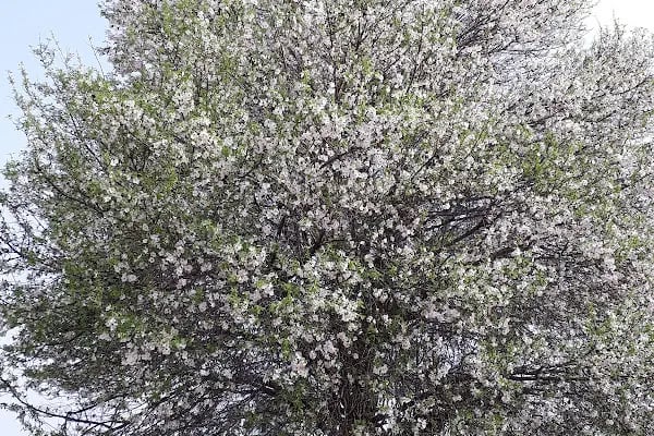 Aras Kargo Turgutreis Şubesi - Resim 17