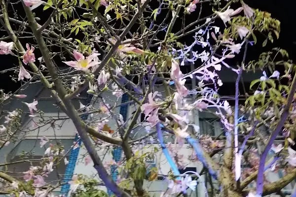Alanya Belediyesi Hacet Parkı - Resim 15