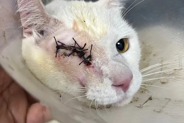 Birlik Veteriner Kliniği - Resim 2