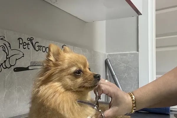 Birlik Veteriner Kliniği - Resim 9