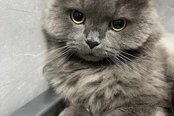 Birlik Veteriner Kliniği - Resim 4