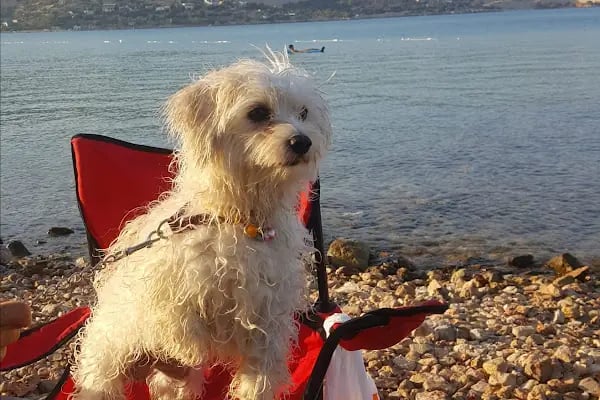 Birlik Veteriner Kliniği - Resim 7