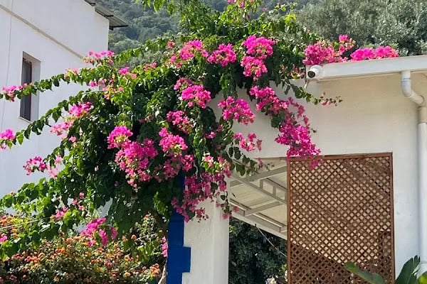 Yalıyanı Pansiyon - Resim 19
