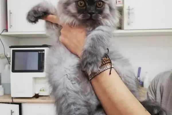 Vet-Life Veteriner Kliniği - Resim 1