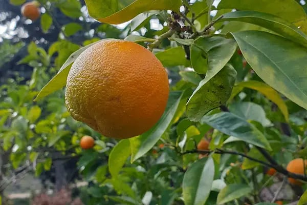 Ang Vakfı Nezahat Gökyiğit Botanik Bahçesi - Resim 12
