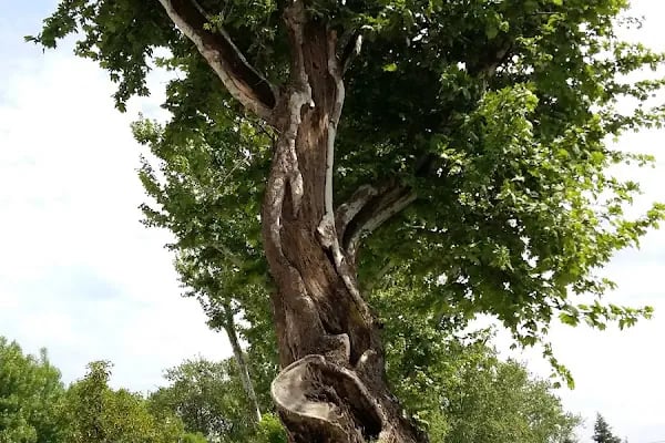 Şeker Mahallesi Parkı - Resim 12