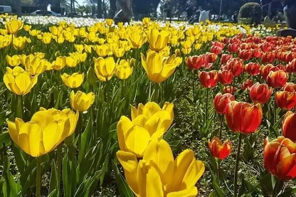 Alanya Belediye Parkı - Resim 15