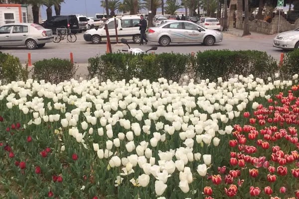 Alanya Belediye Parkı - Resim 11