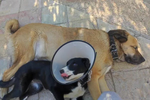 Bodrum Eira Veteriner Kliniği - Resim 10
