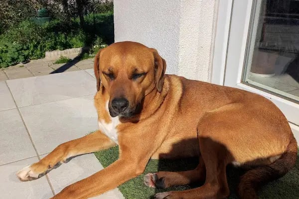 Bodrum Eira Veteriner Kliniği - Resim 6