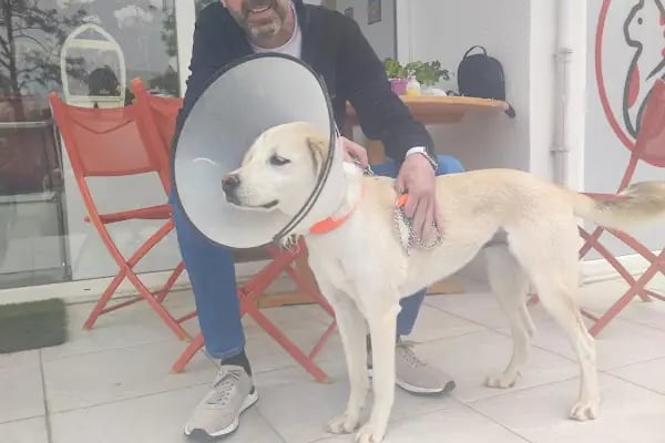 Bodrum Eira Veteriner Kliniği - Resim 13