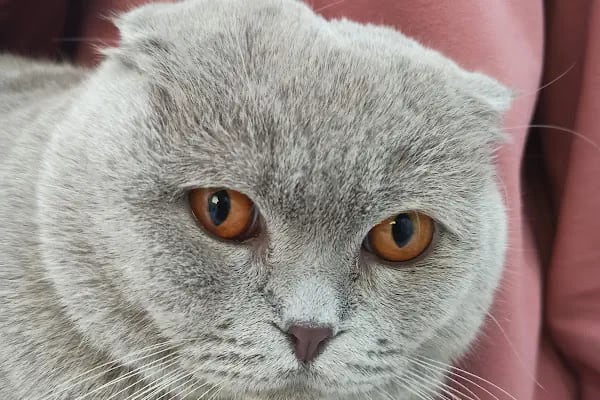 Arnavutköy VetLife Veteriner Kliniği - Resim 5