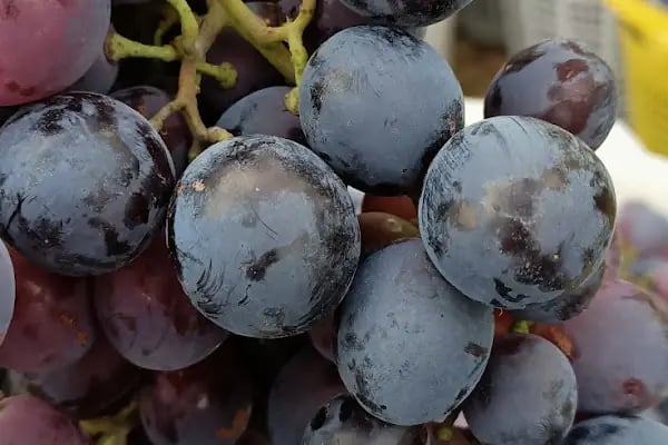 Yaş Sebze Ve Meyve Toptancı Hal Tesisleri - Resim 10