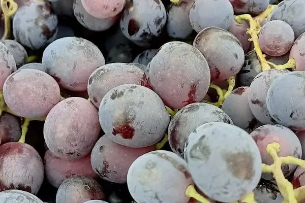 Yaş Sebze Ve Meyve Toptancı Hal Tesisleri - Resim 14