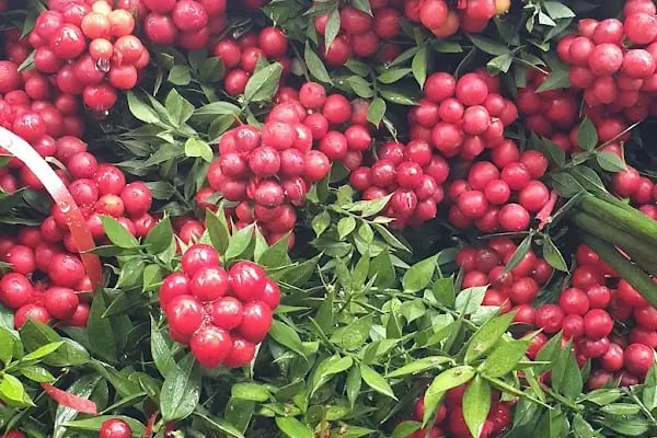 s.s flora çiçek üretim ve pazarlama kooperatifi - Resim 14