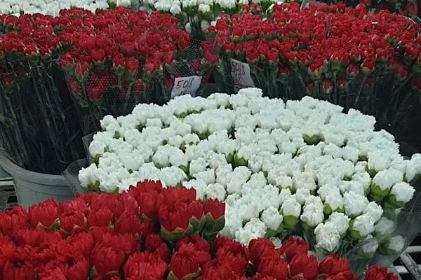 s.s flora çiçek üretim ve pazarlama kooperatifi - Resim 10