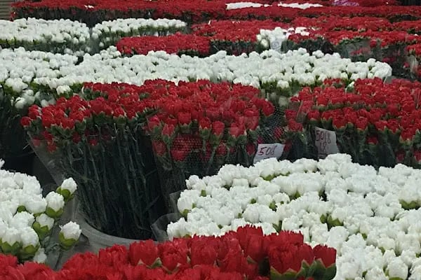 s.s flora çiçek üretim ve pazarlama kooperatifi - Resim 13