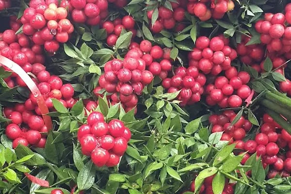 s.s flora çiçek üretim ve pazarlama kooperatifi - Resim 5