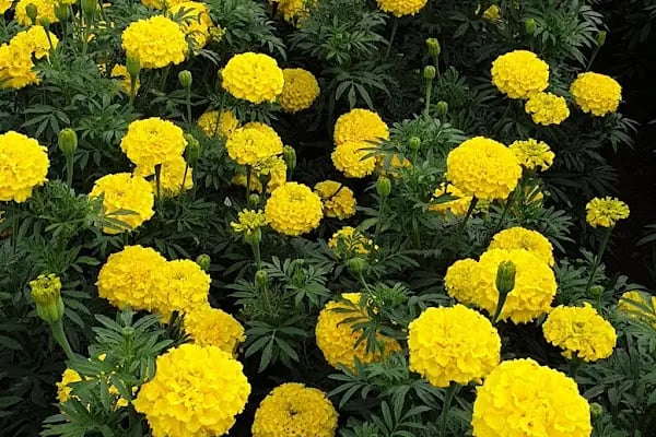 s.s flora çiçek üretim ve pazarlama kooperatifi - Resim 6