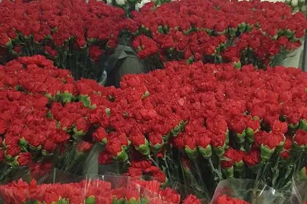 s.s flora çiçek üretim ve pazarlama kooperatifi - Resim 11