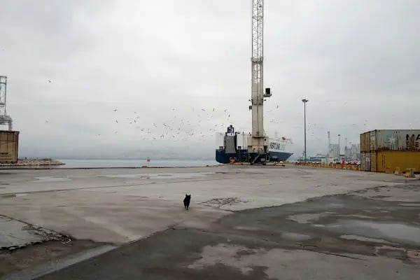Safiport Derince - Resim 6