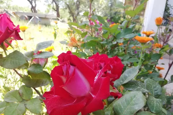 Yaykın zeytin-zeytinyağı fabrikası - Resim 12