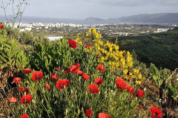 Mahmutlar Belediyesi Mesire Alanı - Resim 18