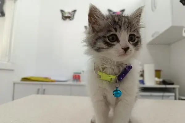 Vet Extra Ovacık Veteriner Kliniği - Resim 9