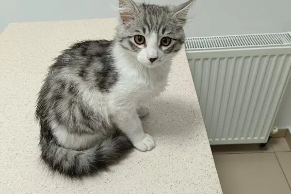 Vet Extra Ovacık Veteriner Kliniği - Resim 7