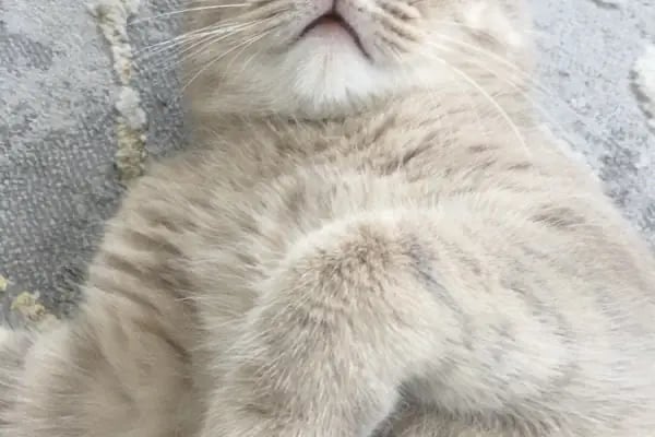 Vet Extra Ovacık Veteriner Kliniği - Resim 18