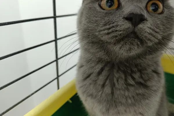 Vet Extra Ovacık Veteriner Kliniği - Resim 5