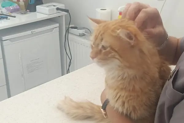 Vet Extra Ovacık Veteriner Kliniği - Resim 16