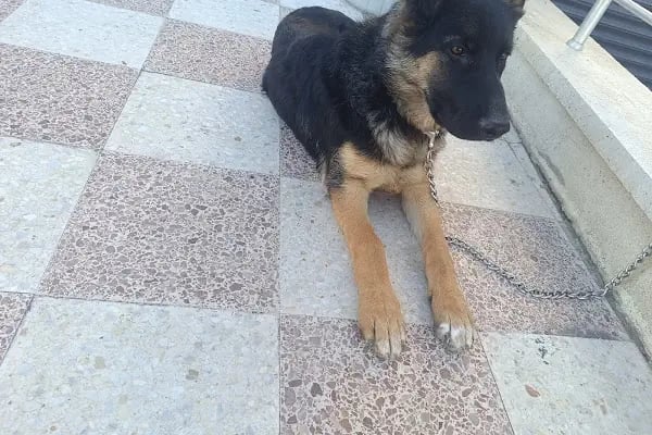 Vet Extra Ovacık Veteriner Kliniği - Resim 20