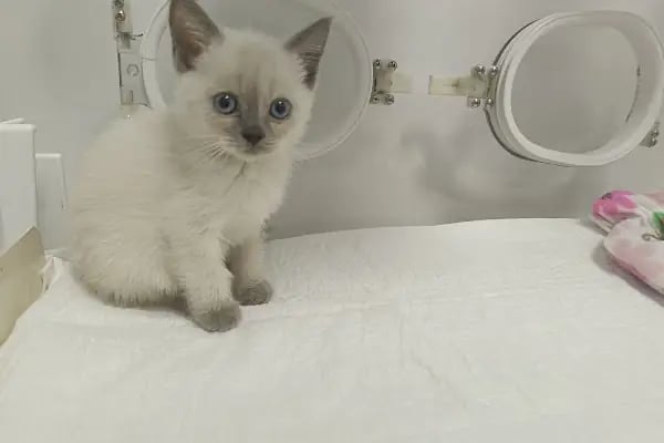 Vet Extra Ovacık Veteriner Kliniği - Resim 10