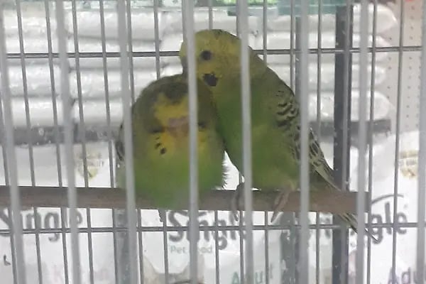 Yıldız Akvaryum &amp; Petshop - Resim 5